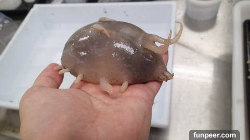 日本海洋學家到深海探勘帶回這隻 奇形物 看起來很可愛但絕對不要碰牠