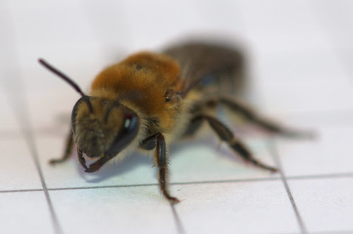 Colletes thoracicus (Colletidae), Cellophane Bee