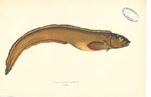 Fish C1880 H/C Viviparous Blenny
