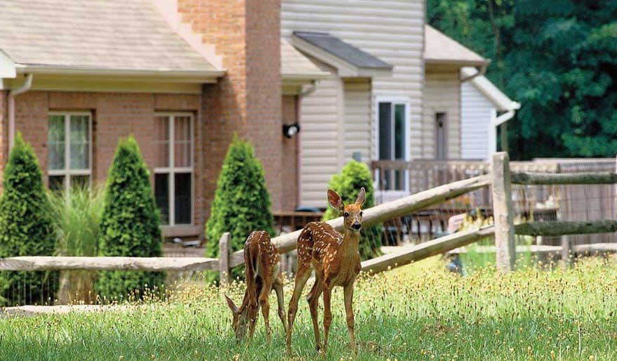 How to Get Rid of Ticks in Your Yard: 9 Simple Steps that ...