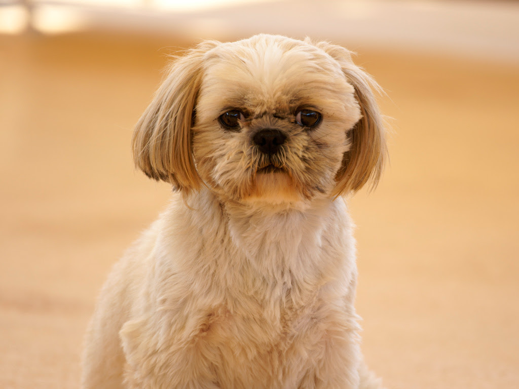 犬 無料写真素材ならフリー素材タウン
