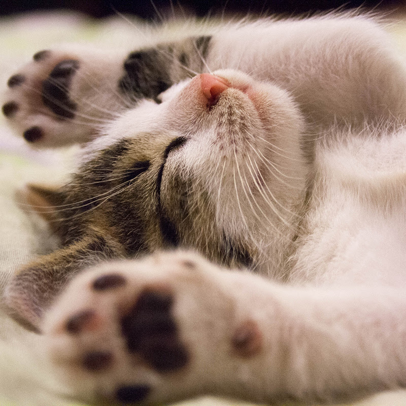 猫の寝相にはこんな意味が 添い寝をしてくる猫の本当の気持ちとは 猫の総合情報サイト ペットスマイルニュースforネコちゃん