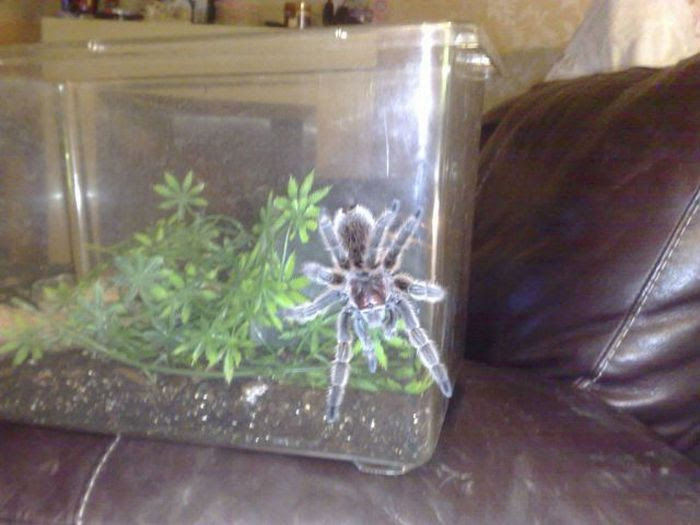 Home Zoo (40 pics)