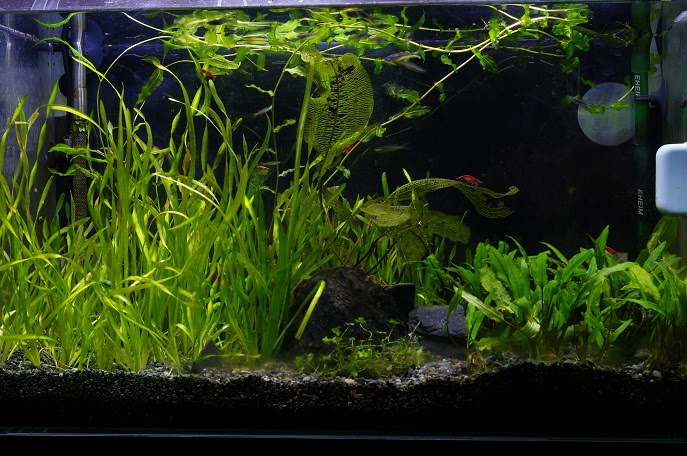 水草ノート 大磯砂で水草水槽