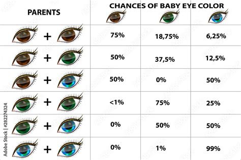  the genetics of eye coloreye color chart paternity test stock vector