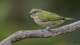 Tangara heinei female-juvenile- (Black-capped Tanager)