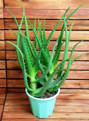 観葉 多肉 水生植物の関連記事 園芸ナビ 花と野菜の育て方