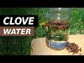 Benefits of Drinking Clove Water - Find Out How Clove Works