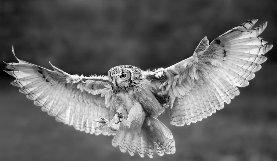 nature photography, Stefano,