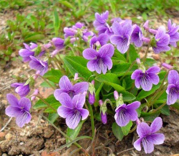 野外一种紫色花 都以为是野花其实价值高 名叫紫花地丁 人们
