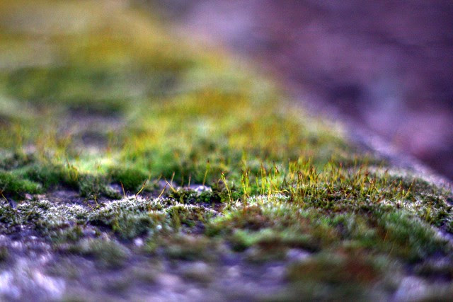 moss, o'bryant square