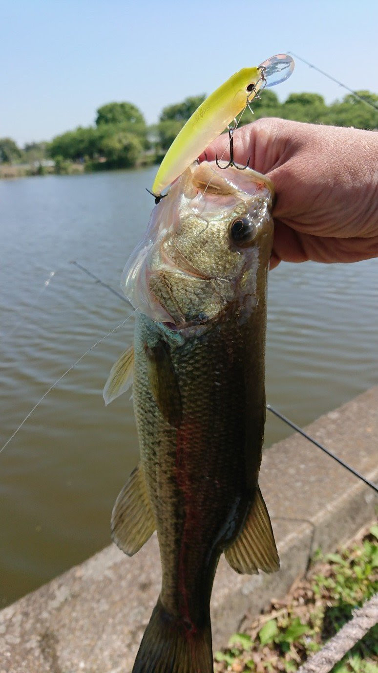 伊勢崎店の釣り情報 つり具の上州屋 あなたのフィッシング アウトドアライフをサポート