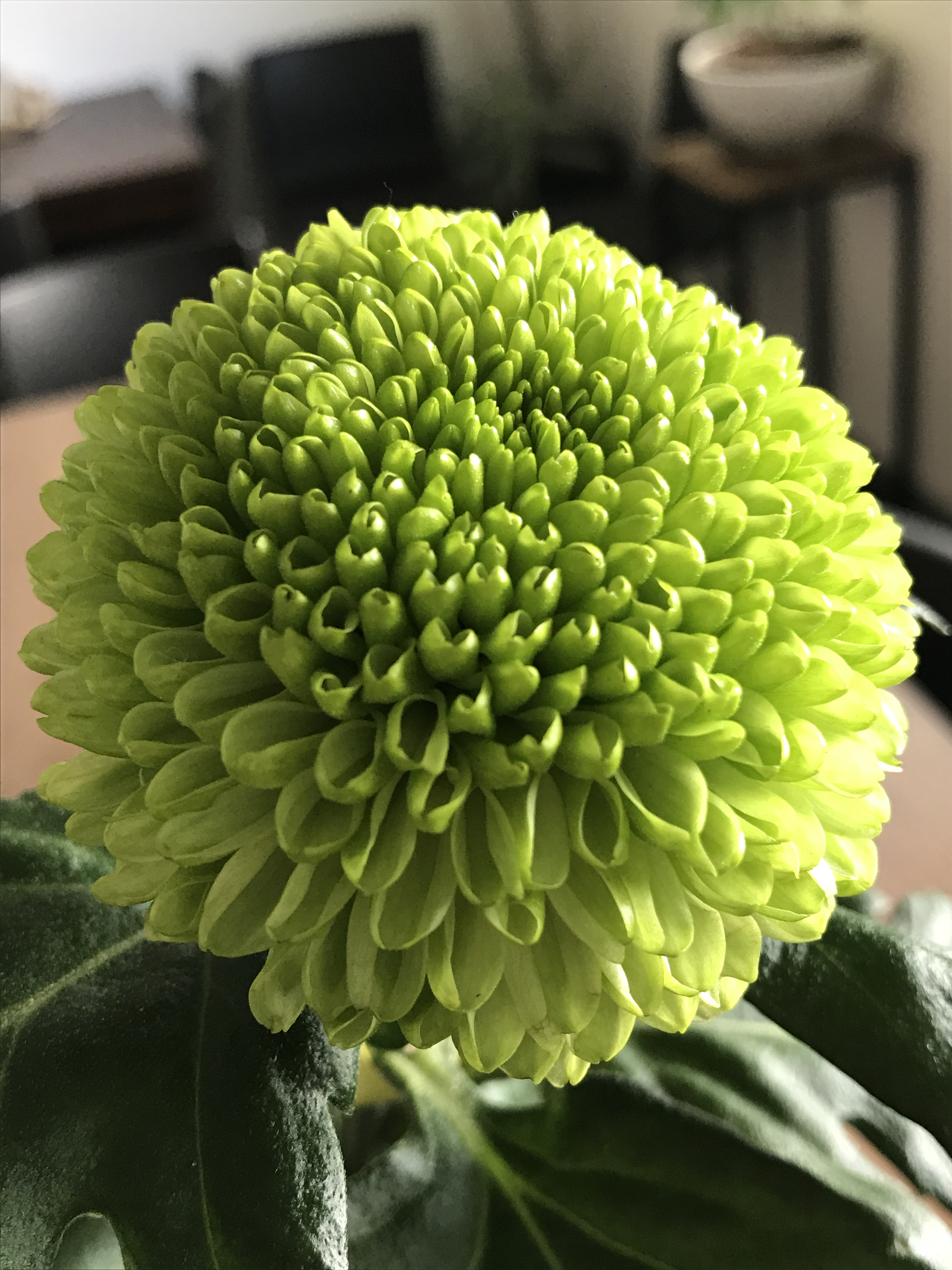 渡会マム品種ご紹介 花市場の仲卸 大森花卉 おおもりかき