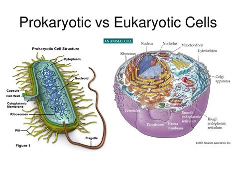 difference  eukaryotic  prokaryotic