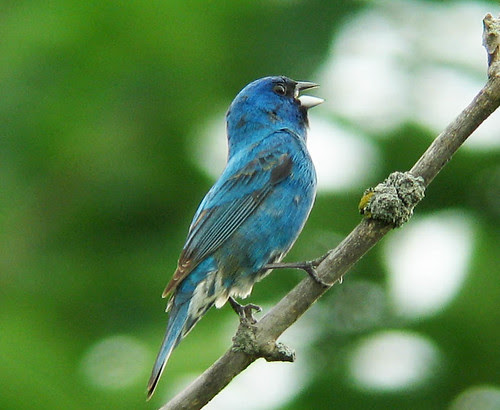 Indigo Bunting
