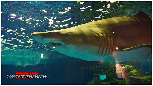 品川水族館54.jpg