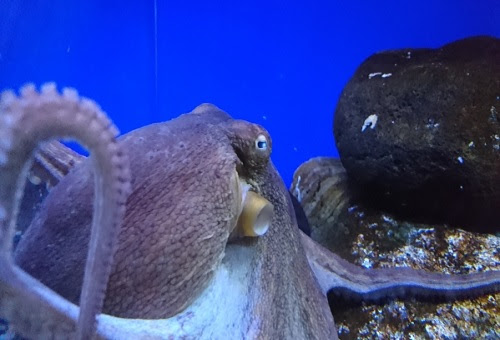 イカとタコの足の数や大きさの違いとは 生き物navi