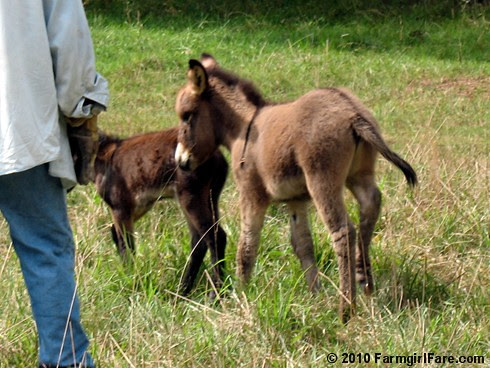 Joe and donkeys 8