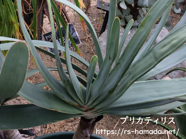 アロエ プリカティリスの水やりポイント 自然植物図鑑