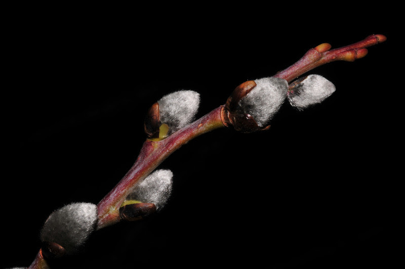 pussywillow