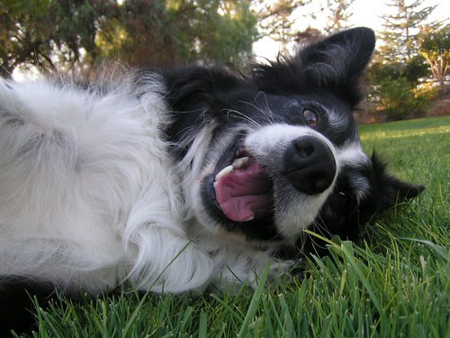 dog time 2