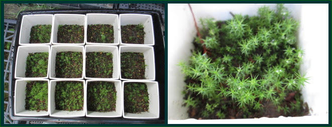 苔の研究レポート 006 苔の質問と応答 日本苔技術協会
