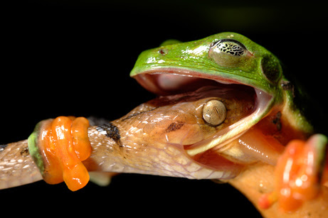  observed from midnight to 3 a.m. as a rare Morelet's tree frog doggedly 