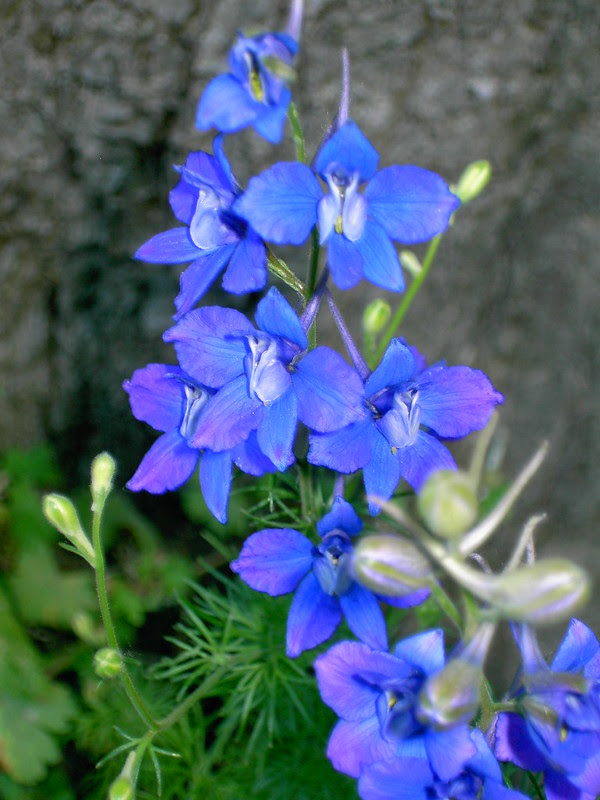 Consolida ajacis (speronella fiorcappuccio) Piante magiche