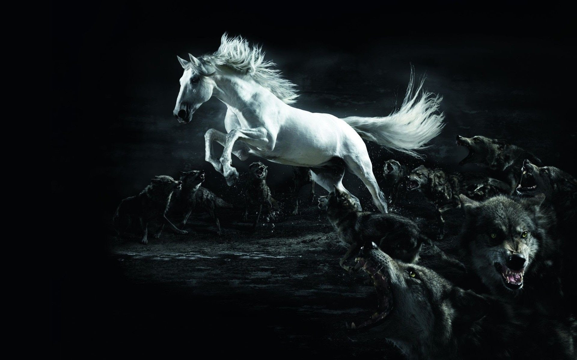 7 Black Horse Running Wallpaper