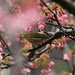 IMG_6536