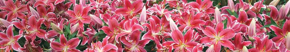summer-bulbs-banner.jpg