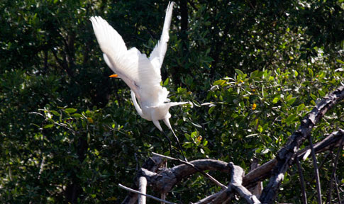 Juan Venado Nature Reserve, white egret