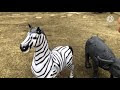 ช้าง ม้า วัว ควาย คิงคอง เดินแข่งกัน รีวิวของเล่น EP94 I Pook555 TV I Elephants, horses, cattle