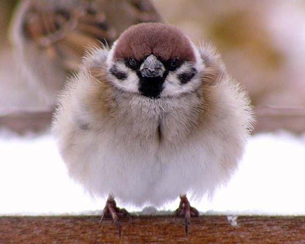 うっとりするほど丸くて可愛い16匹の動物 Netgeek