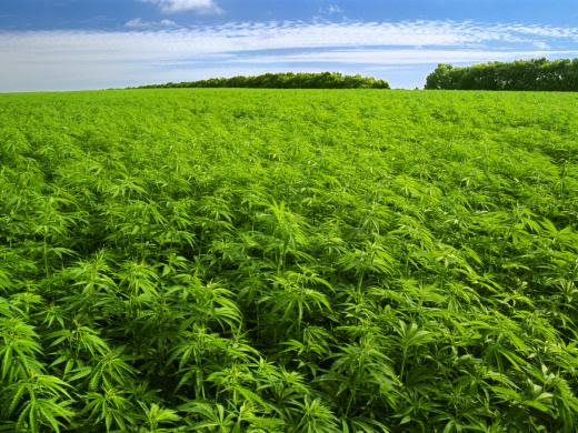 marihuana wallpapers. efectos de la marihuana.