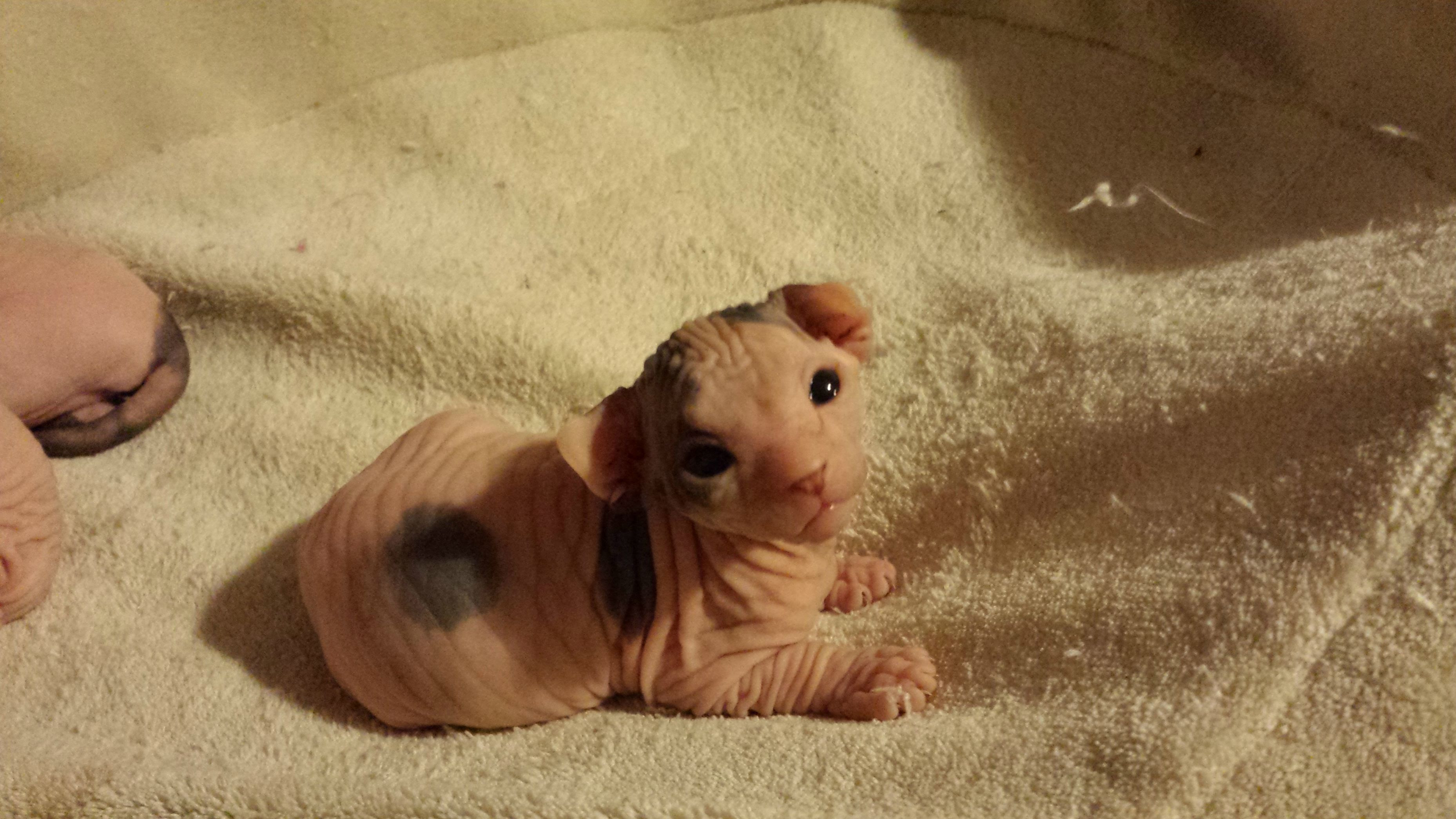 12 day old Sphynx kitten : aww