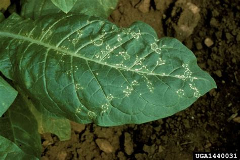 You will find both spring and fall planting guides on this page. tobacco ringspot virus (TRSV) (Nepovirus TRSV ) on burley
