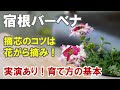 いろいろ 宿根 バーベナ 育て 方 235625-宿根 バーベナ 育て方