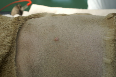 犬や猫のがんを早期発見するためには 埼玉の動物病院 埼玉動物医療センター