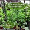 Denver hotels With Smoking Rooms
