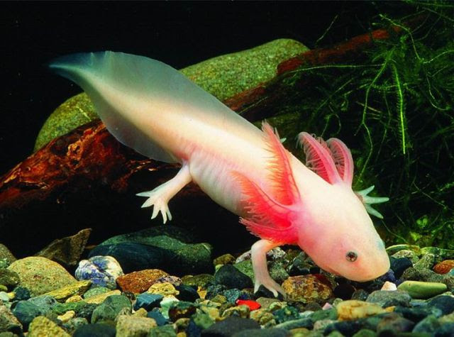 Axolotl, a  that is always smiling (47 pics)