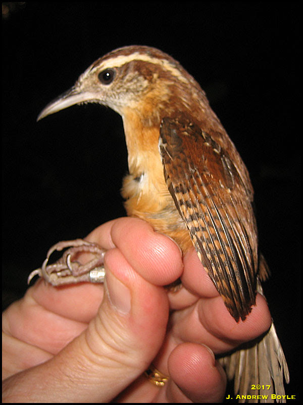 Carolina Wren Carolina Wren