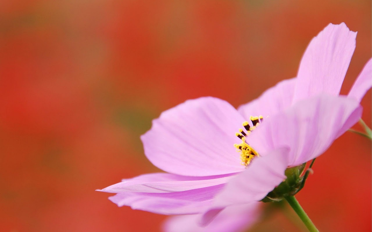 http://25.media.tumblr.com/tumblr_mc5q7s10Sx1rdvzeho1_1280.jpg
