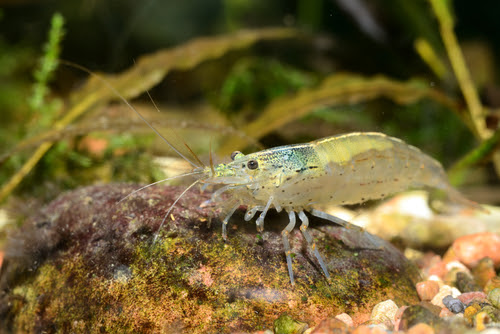 ミナミヌマエビのコケ対策の能力について 食べるコケの種類は 熱帯魚 淡水魚 海水魚の図鑑