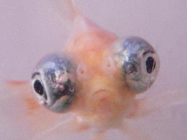 金魚の鼻上げ 出目金魚ぶろぐ 楽天ブログ