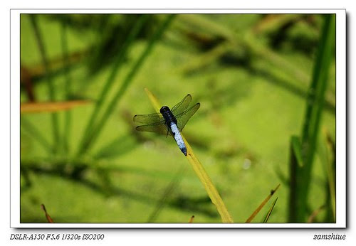DSC02109_nEO_IMG