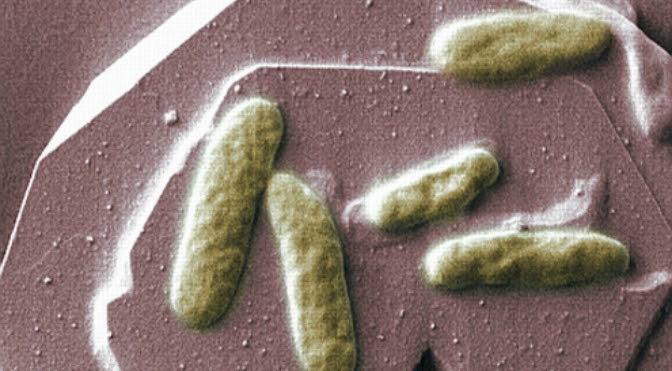 bacteria