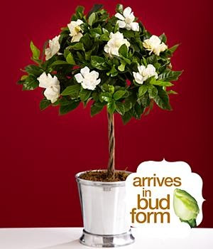 Proflowers on My House Into A Home   Fragrant Gardenia Topiary From Proflowers Com