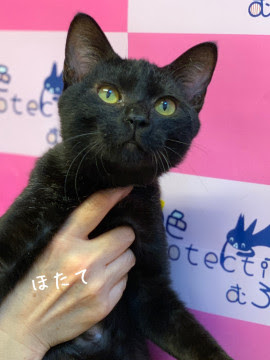 北海道 じゃれるの大好き 猫の里親募集 ネコジルシ