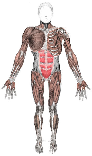 This diagram shows the anterior muscles of a fully extended adult 
human body from a front on perspective